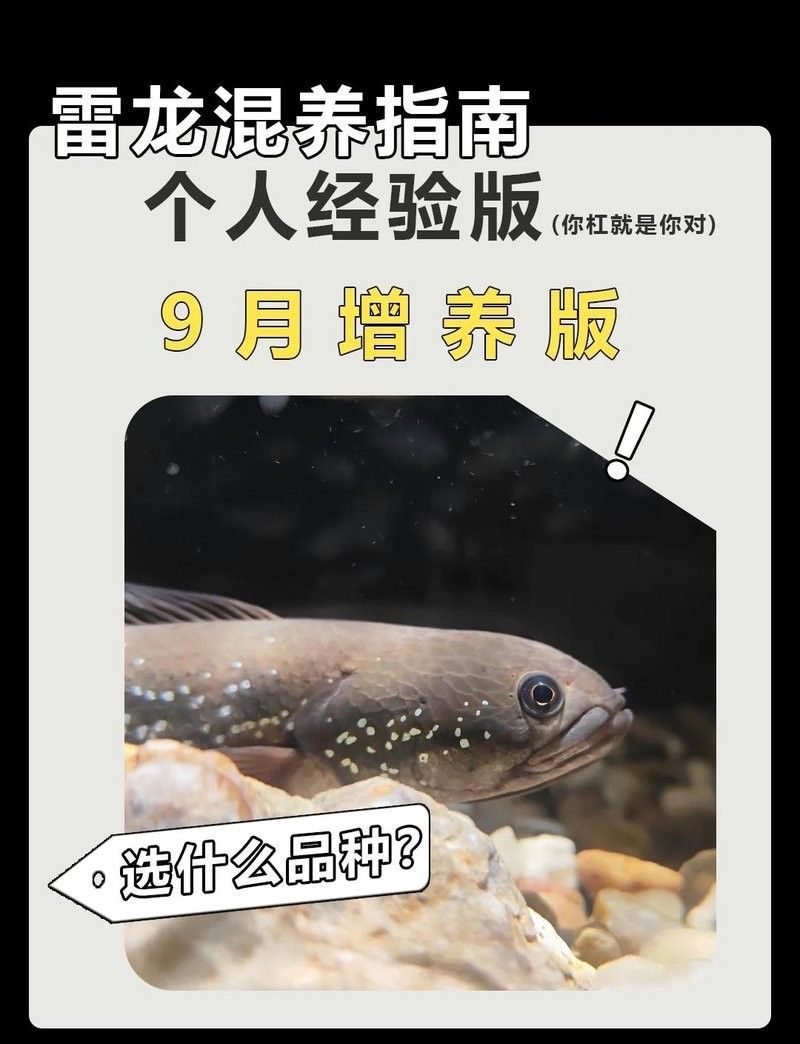 哪些燈魚品種適合與雷龍魚混養（適合與雷龍魚混養的幾種燈魚品種）