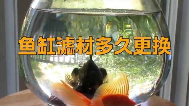 龍魚過濾器材多久換一次