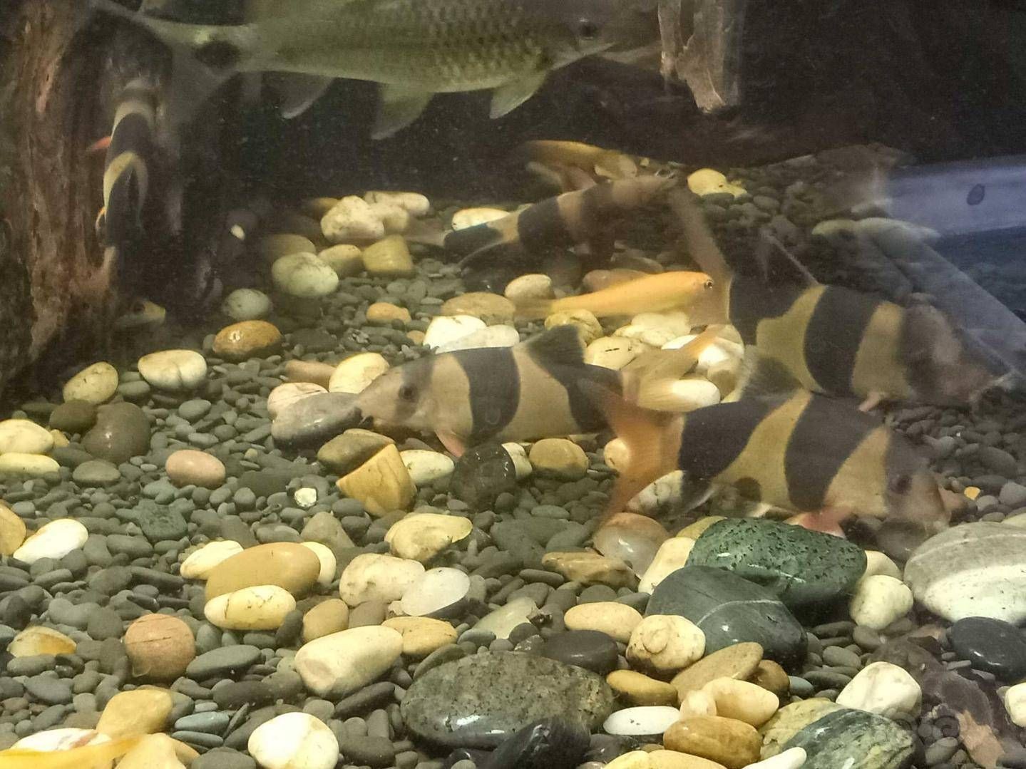 磚塊能做魚缸濾材嗎(磚塊可以當魚缸濾材嗎)（磚塊可以做魚缸濾材嗎？）