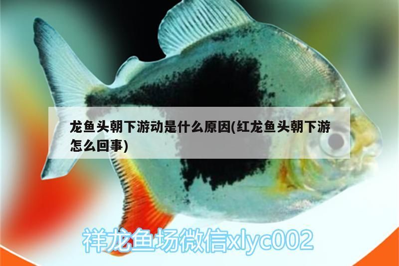 龍魚頭朝下游動是什么原因(紅龍魚頭朝下游怎么回事)（銀龍魚頭朝下游動是什么原因和紅龍魚頭朝下游動是什么原因） 龍魚頭朝下游動是什么原因(紅龍魚頭朝下游怎么回事)（銀龍魚頭朝下游動是什么原因和紅龍魚頭朝下游動是什么原因） 觀賞魚百科