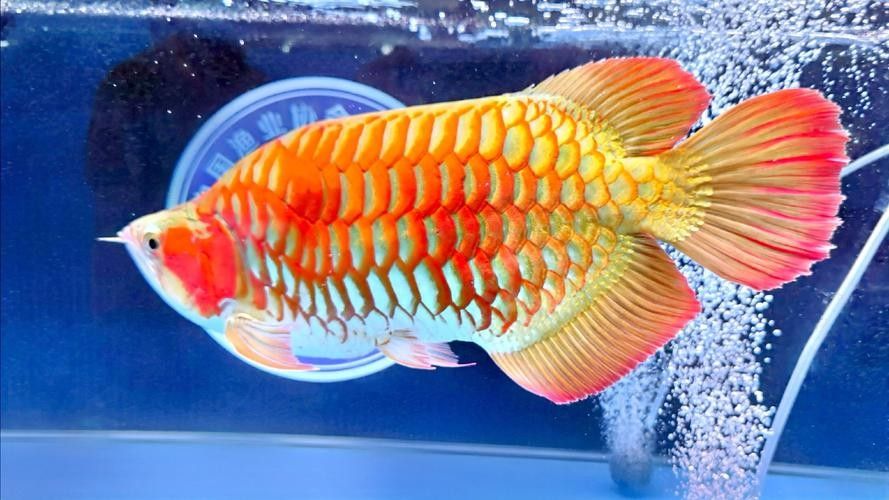 給我推薦一些適合拍攝小龍魚的背景板