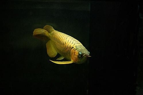 給我推薦一些適合拍攝小龍魚的背景板