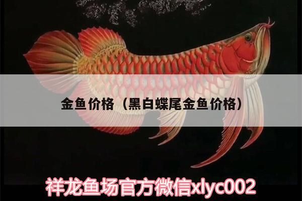 金魚價格（黑白蝶尾金魚價格）（黑白蝶尾金魚價格）