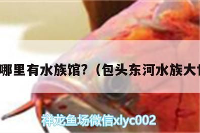 包頭哪里有水族館?（包頭東河水族大世界）（包頭東河水族大世界、包頭海洋世界、包頭哪里有水族館）