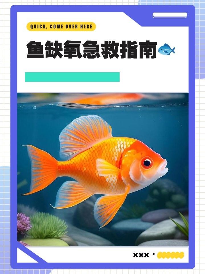 紅龍魚缺氧后如何急救