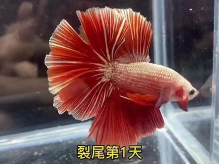 金龍魚尾巴散開能自愈嗎？（金龍魚尾巴散開是否能自愈）