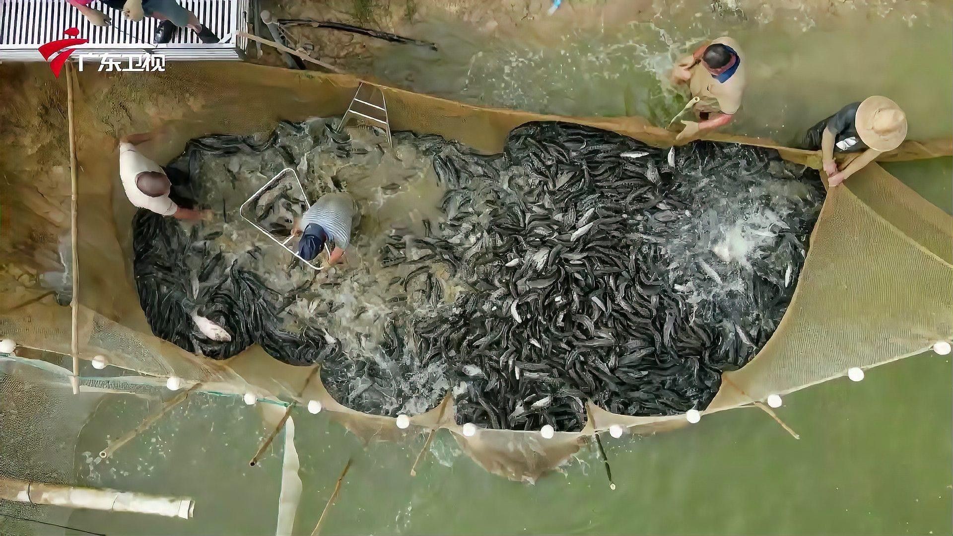 黑魚價格未來走勢如何？（黑魚價格季節性波動大嗎2026年黑魚價格走勢預測）