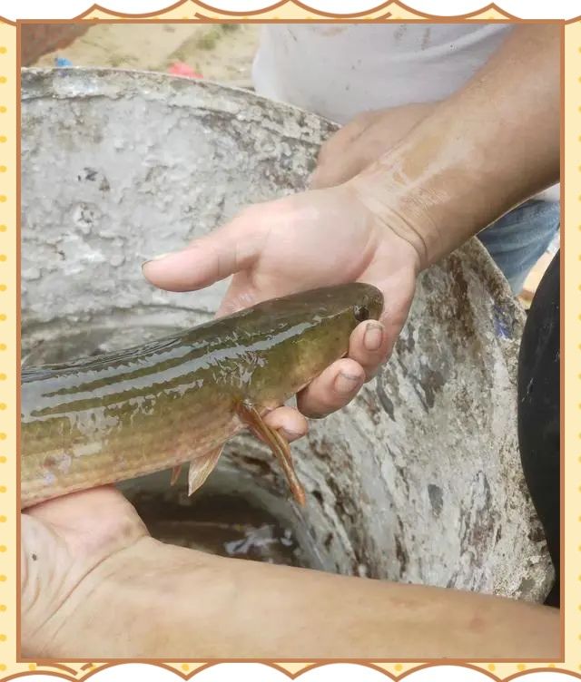 雷龍魚屬于外來入侵物種嗎？