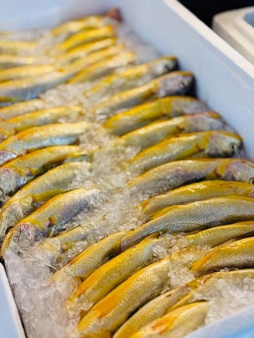 如何區分金龍魚和小黃魚？（金龍魚和小黃魚的區別）