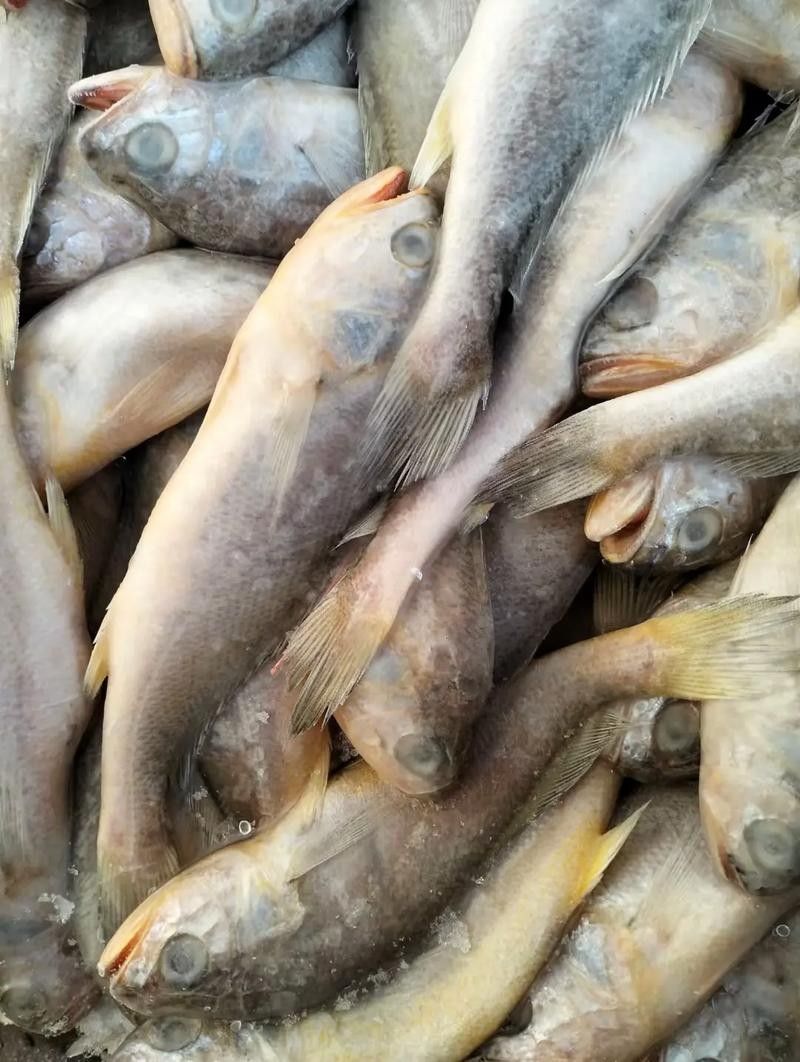 如何區分金龍魚和小黃魚？（金龍魚和小黃魚的區別）