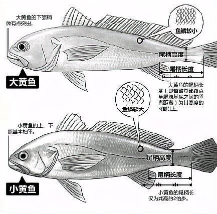 如何區分金龍魚和小黃魚？（金龍魚和小黃魚的區別）