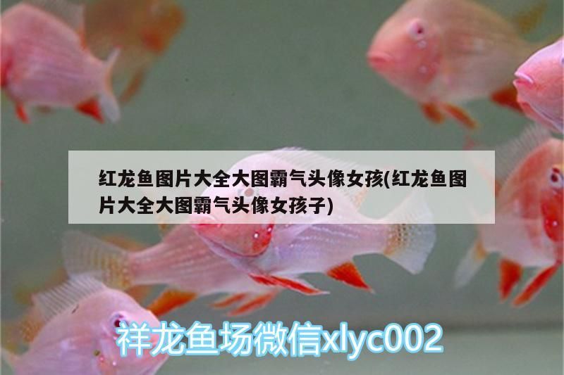 紅龍魚圖片大全大圖霸氣頭像女孩(紅龍魚圖片大全大圖霸氣頭像女孩子)