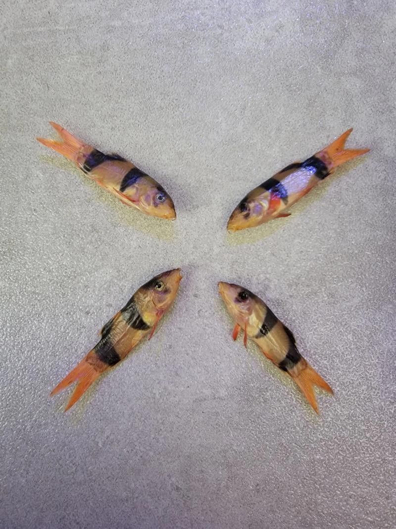 三間鼠魚的最佳混養(yǎng)伙伴有哪些