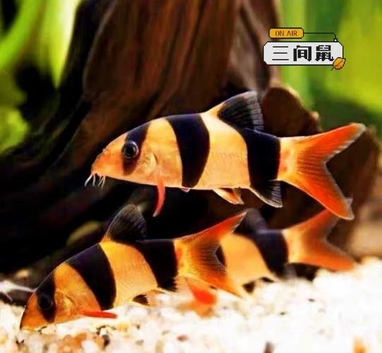 三間鼠魚的最佳混養(yǎng)伙伴有哪些