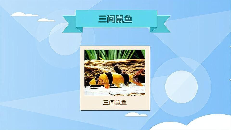 三間鼠魚的最佳混養(yǎng)伙伴有哪些