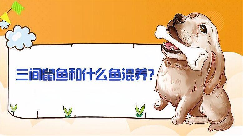 三間鼠魚的最佳混養(yǎng)伙伴有哪些