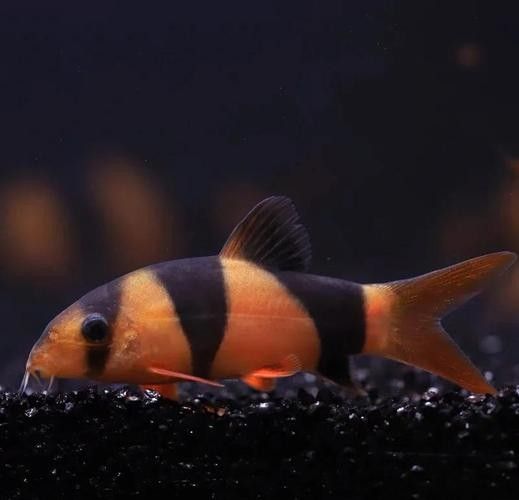 三間鼠魚的最佳混養(yǎng)伙伴有哪些