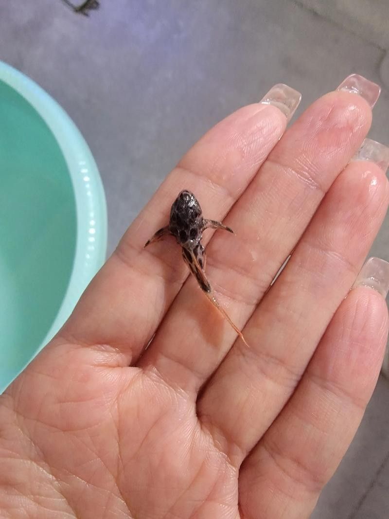 三間鼠魚的最佳混養(yǎng)伙伴有哪些