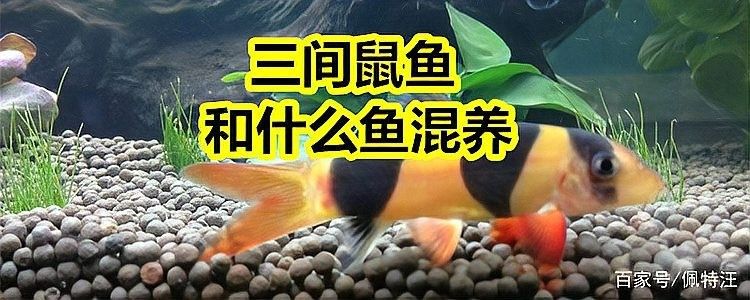 三間鼠魚的最佳混養(yǎng)伙伴有哪些