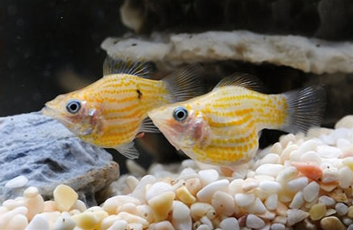 三間鼠魚的最佳混養(yǎng)伙伴有哪些