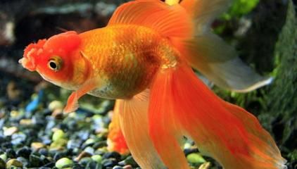 龍魚蒙眼多久能好啊圖片視頻（龍魚蒙眼多久能好啊圖片視頻大全）（龍魚蒙眼多久能好）