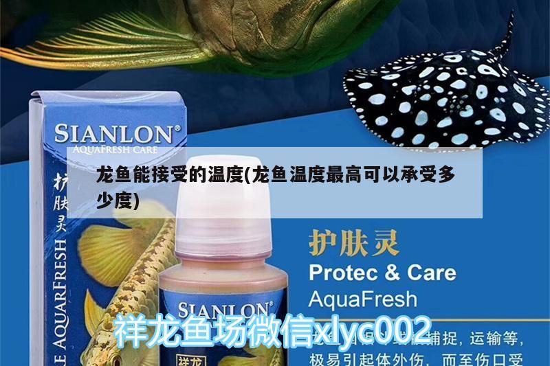龍魚能接受的溫度(龍魚溫度最高可以承受多少度)