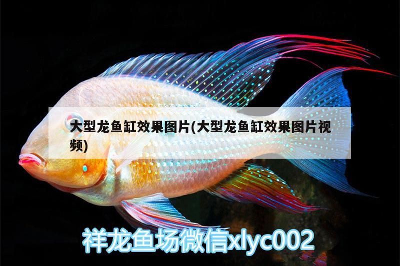 新到家的小虎魚 大型龍魚缸效果圖片(大型龍魚缸效果圖片視頻) 觀賞魚百科 大型龍魚缸效果圖片(大型龍魚缸效果圖片視頻) 大型龍魚缸效果圖片(大型龍魚缸效果圖片視頻) 觀賞魚百科