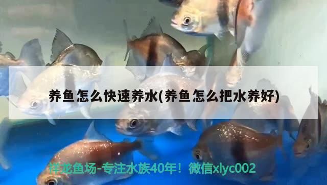 南美水族論壇官網(wǎng)（ 南美水族貼吧） 南美水族論壇官網(wǎng)（ 南美水族貼吧） 觀賞魚百科