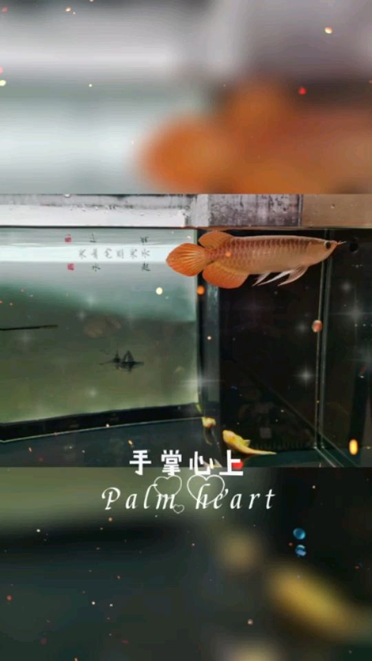 留念到家一個月了