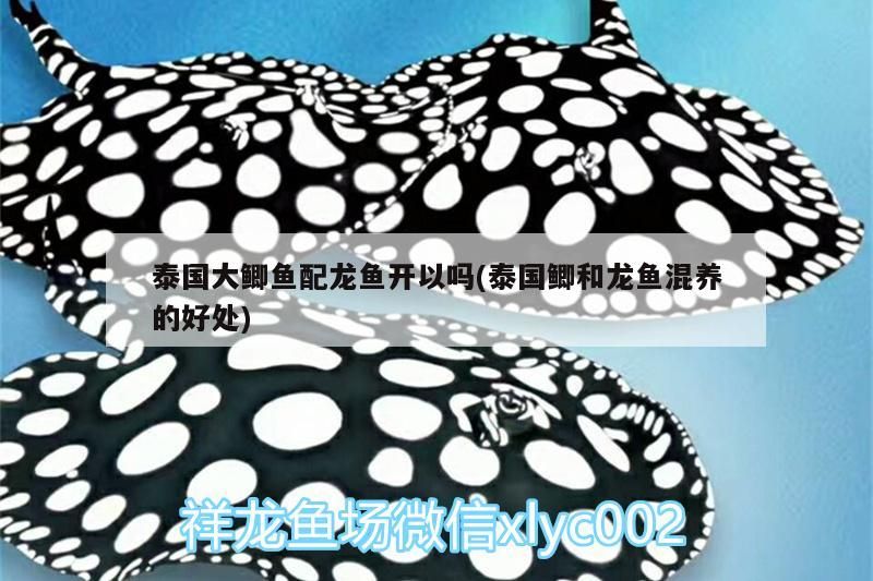 泰國大鯽魚配龍魚開以嗎(泰國鯽和龍魚混養的好處)