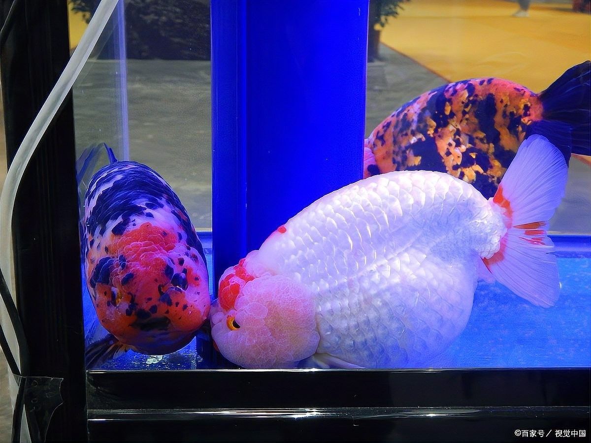 如何降低泰獅和龍魚混養(yǎng)的風(fēng)險（泰獅和龍魚混養(yǎng)的注意事項）
