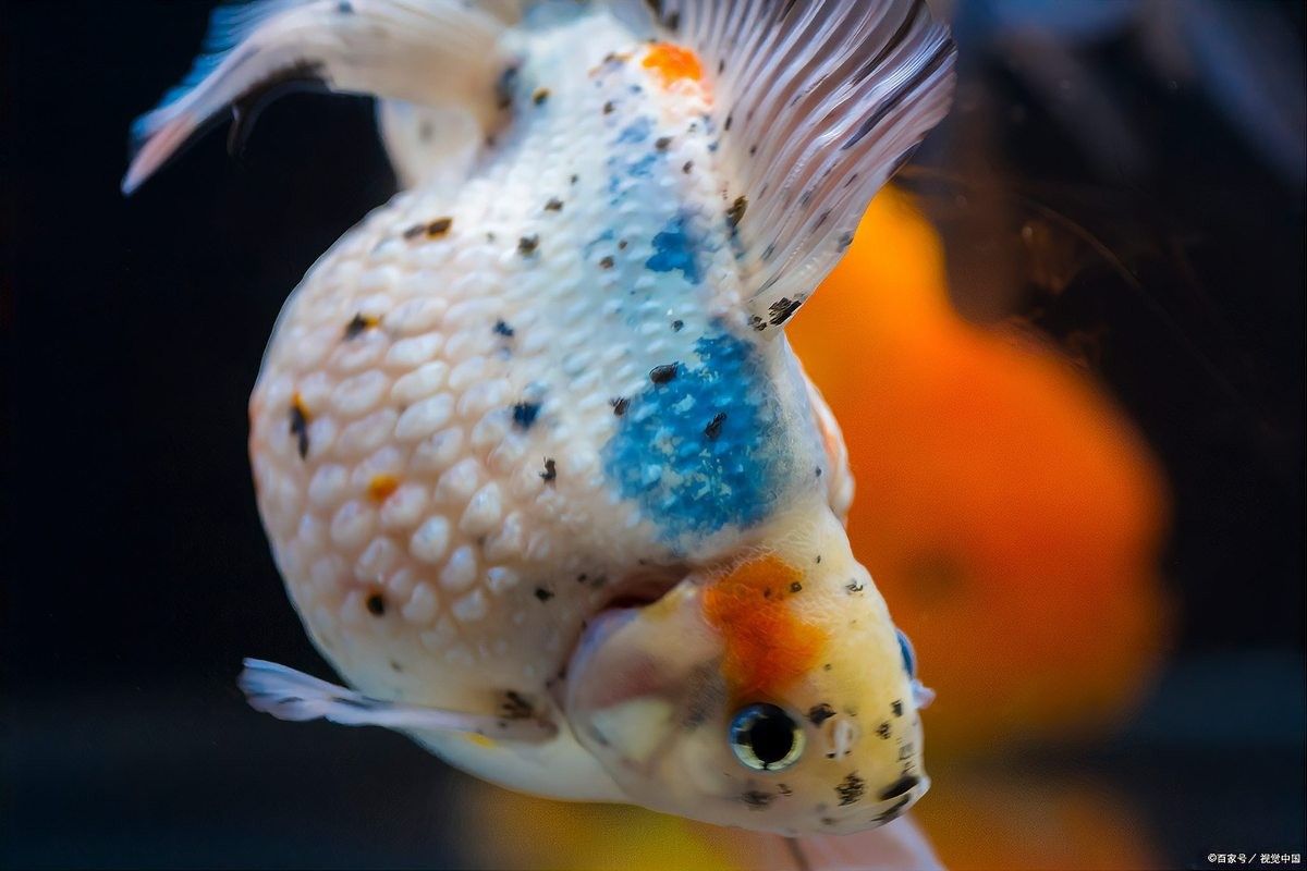 如何降低泰獅和龍魚混養(yǎng)的風(fēng)險（泰獅和龍魚混養(yǎng)的注意事項）