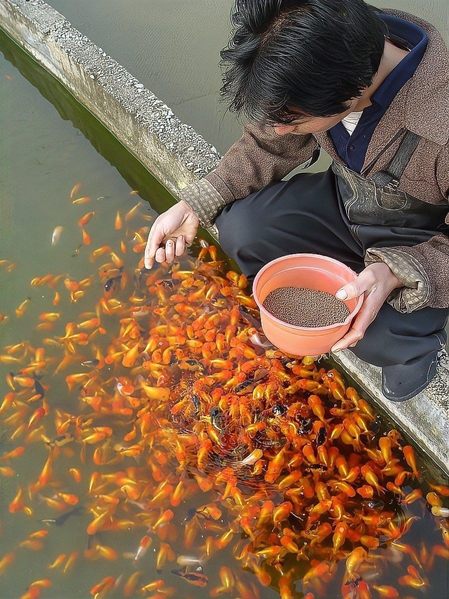 如何降低泰獅和龍魚混養(yǎng)的風(fēng)險（泰獅和龍魚混養(yǎng)的注意事項）