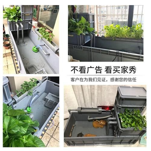 斑馬魚和龍魚混養(yǎng)需要哪些設(shè)備