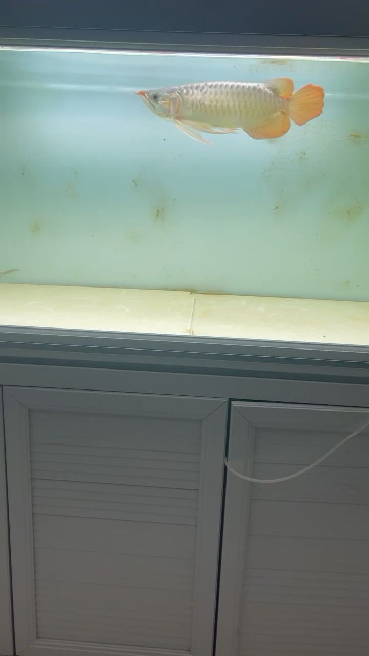 龍魚水溫控制多少合適養（關于龍魚水溫控制的詳細分析）