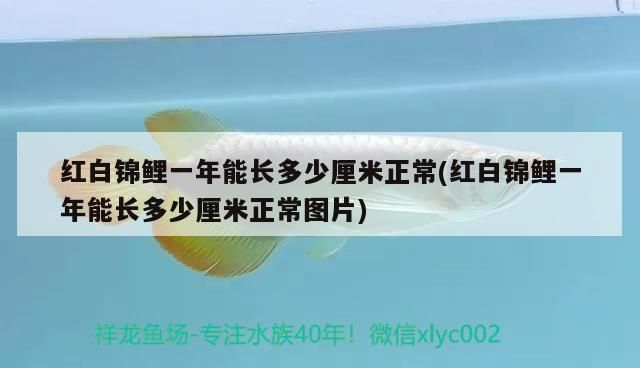 紅白錦鯉一年能長多少厘米正常(紅白錦鯉一年能長多少厘米正常圖片)