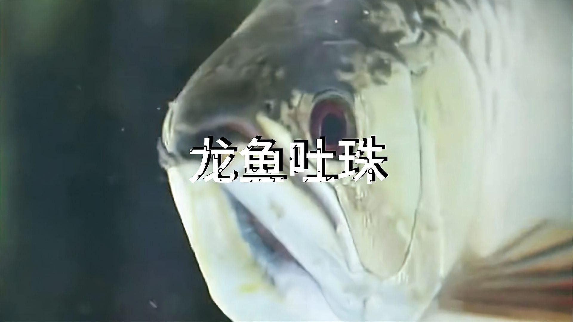 龍吐珠魚被吃了 龍吐珠魚被吃了 觀賞魚百科 第1張