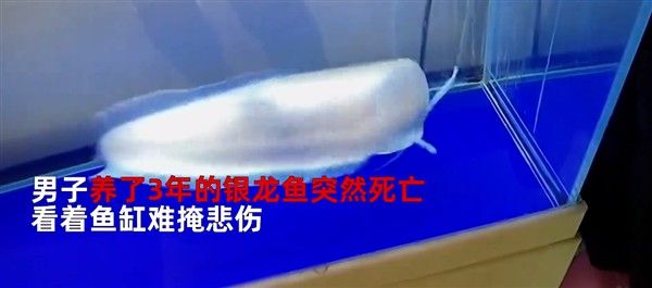 龍吐珠魚被吃了 龍吐珠魚被吃了 觀賞魚百科 第2張