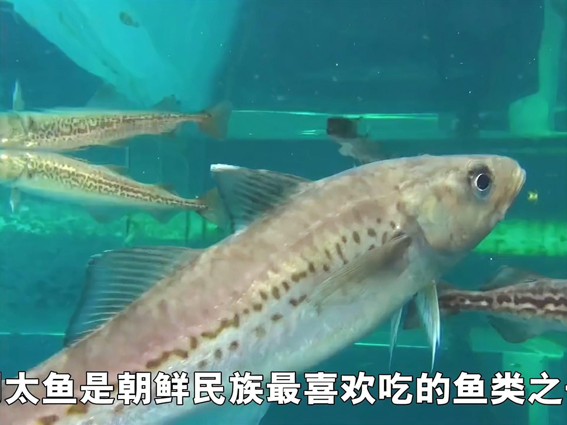 北朝鮮魚的品種（關于北朝鮮魚類的全面概覽）