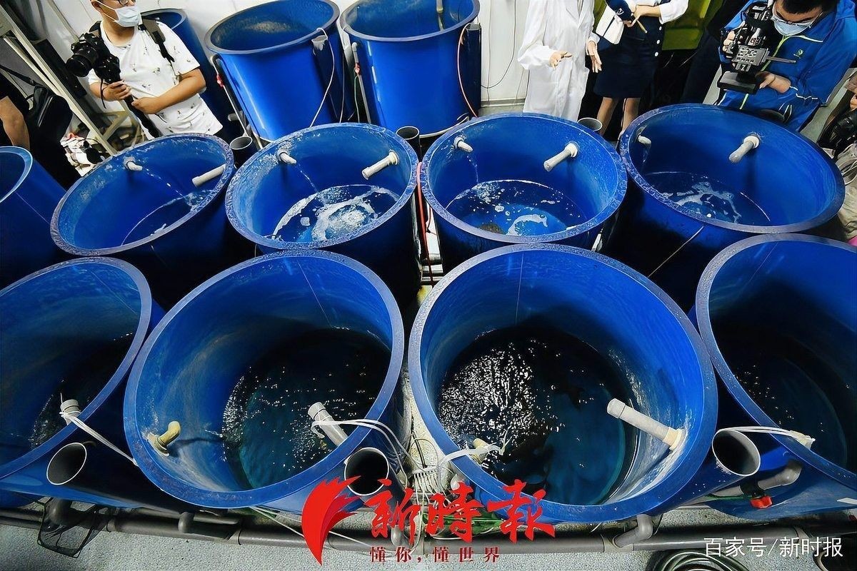 如何延長水龍魚的保鮮時間？