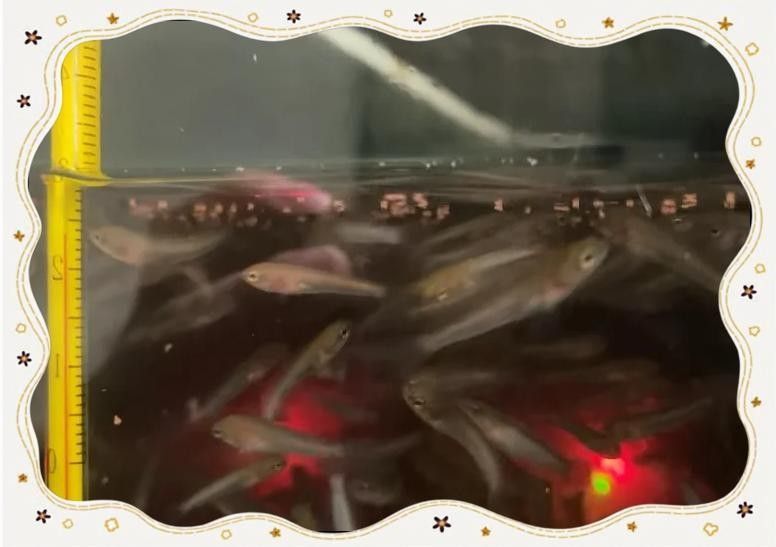 南鱧雷龍魚多久喂一次