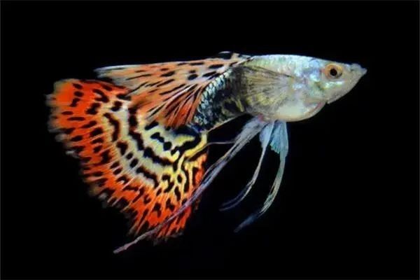 如何降低藍龍魚對孔雀魚的攻擊性？