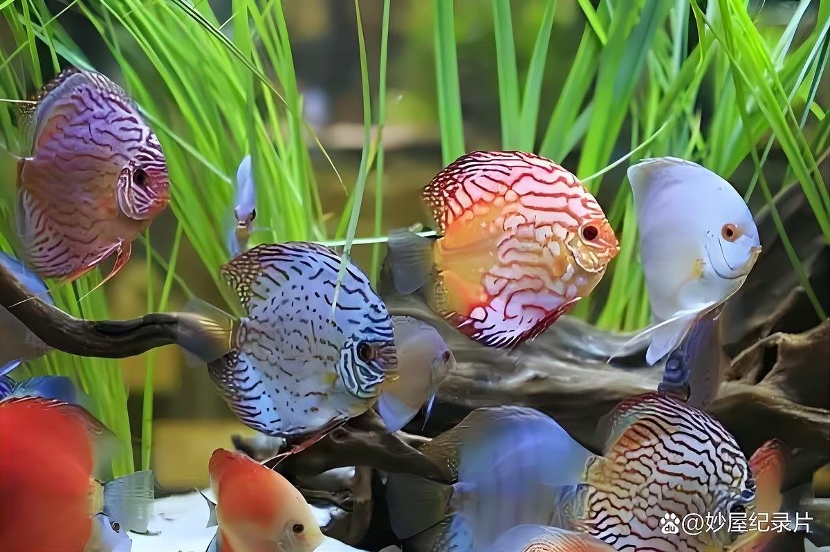如何降低藍龍魚對孔雀魚的攻擊性？
