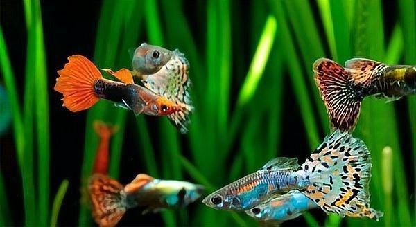 如何降低藍龍魚對孔雀魚的攻擊性？
