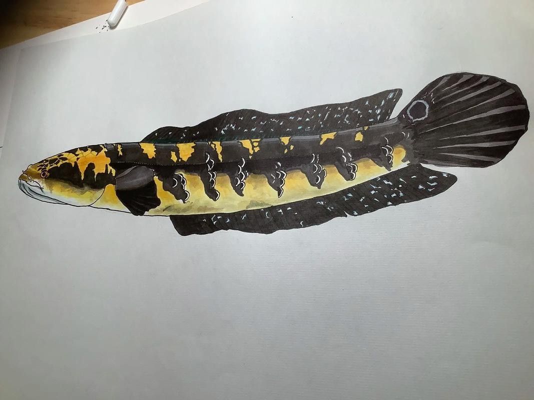 如何給黑魔神雷龍魚定水
