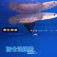 如何給黑魔神雷龍魚定水