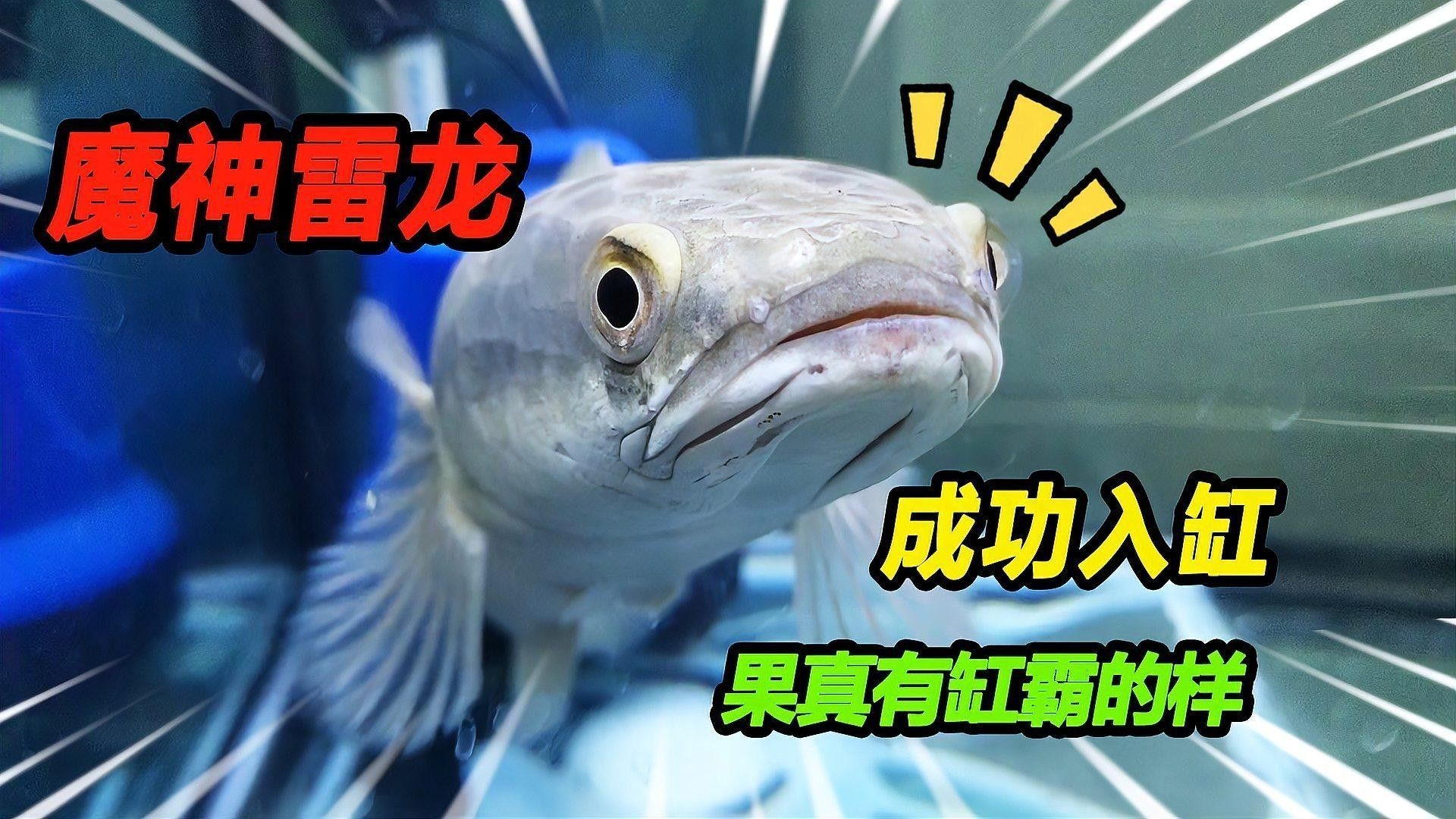 如何給黑魔神雷龍魚定水