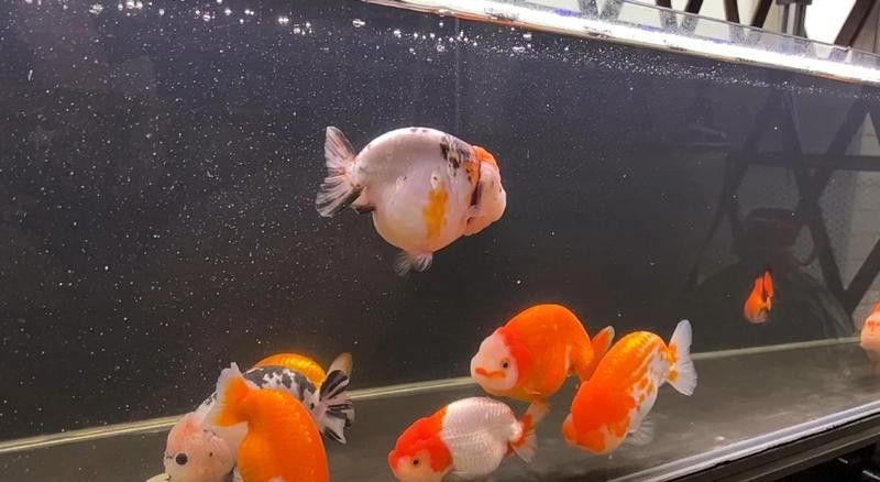 如何給黑魔神雷龍魚定水