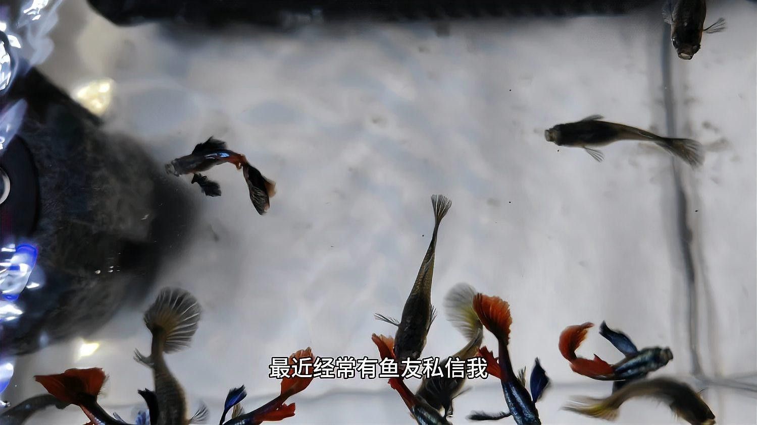 如何安裝魚缸恒溫加熱器（安裝魚缸恒溫加熱器的步驟） 如何安裝魚缸恒溫加熱器（安裝魚缸恒溫加熱器的步驟） 龍魚百科 第3張
