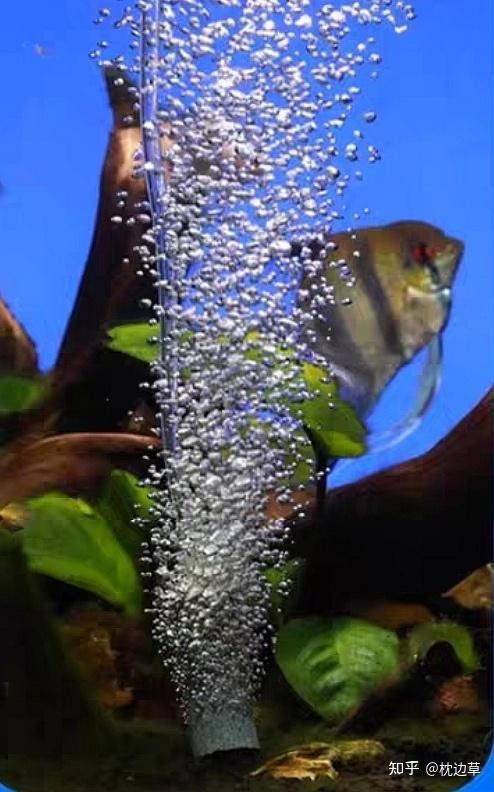 龍魚抱卵期間需要換水嗎？